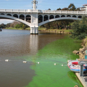 Faecal contamination in the Yarra River Estuary